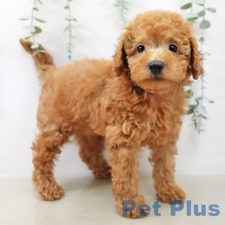 東京都のトイプードル(トイ) (ペットプラス青梅インター店/2025年8月16日生まれ/男の子/レッド)の子犬の1枚目の画像