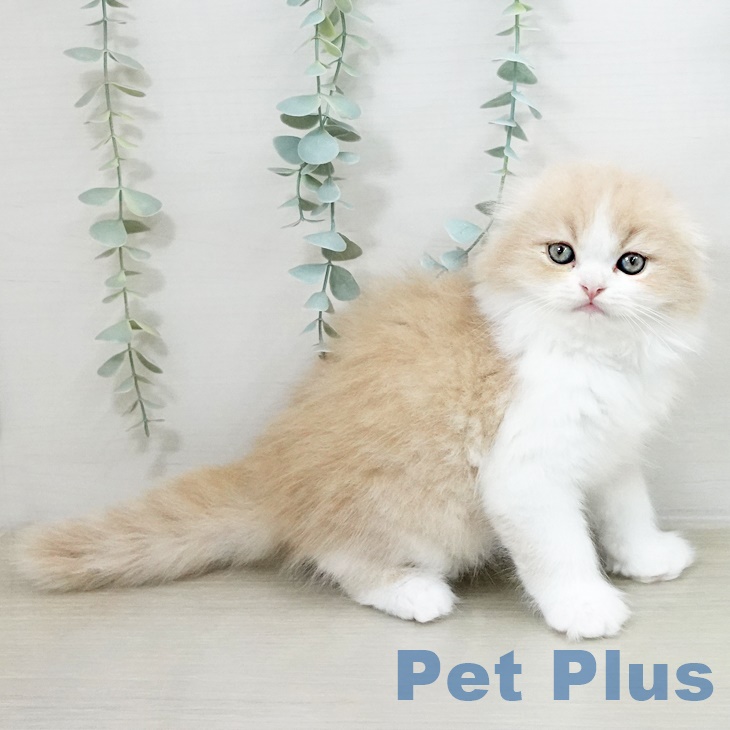 宮城県のスコティッシュフォールド (ペットプラス 名取店/2025年8月4日生まれ/男の子/クリームホワイト)の子猫の1枚目の画像