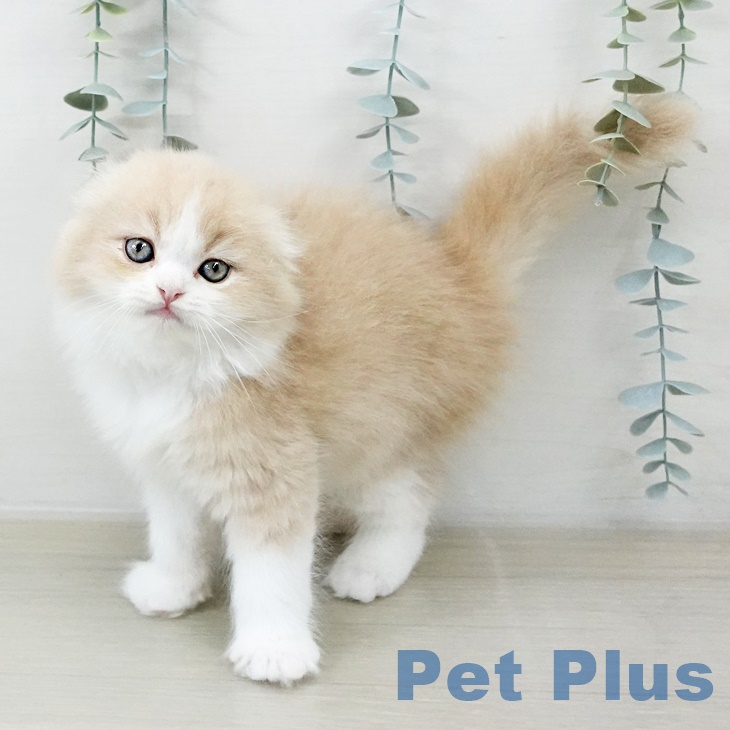 宮城県のスコティッシュフォールド (ペットプラス 名取店/2025年8月4日生まれ/男の子/クリームホワイト)の子猫の2枚目の画像