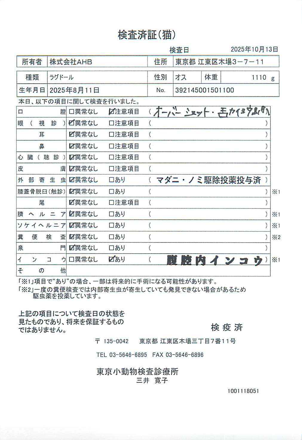 ラグドール