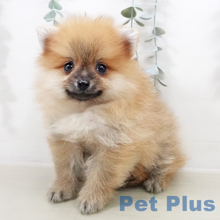 岩手県のポメラニアン (ペットプラス盛岡南店/2025年8月16日生まれ/男の子/オレンジ)の子犬