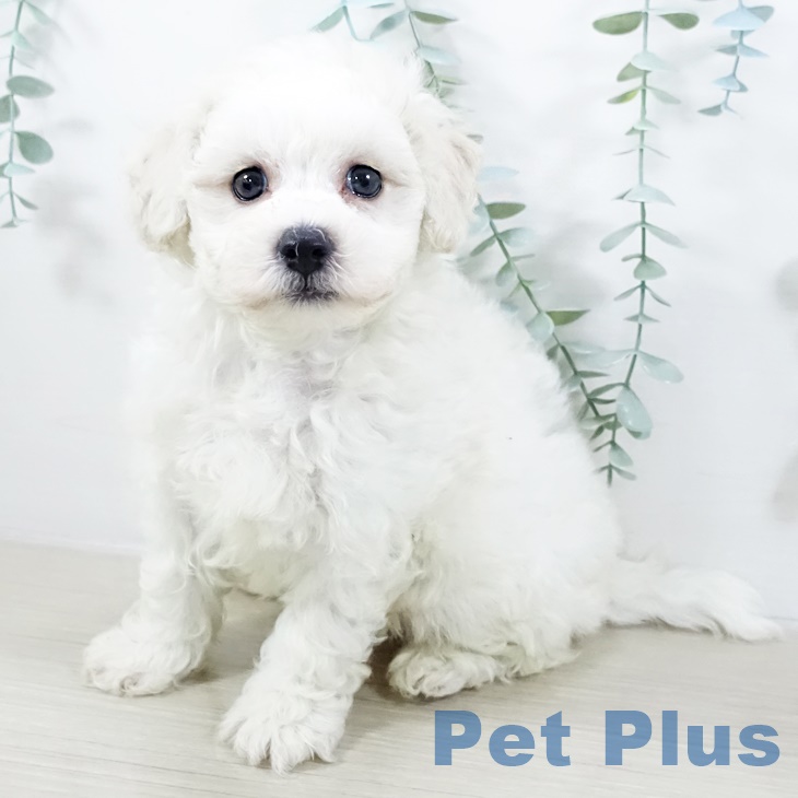 山形県のビションフリーゼ (ペットプラス天童店/2025年8月15日生まれ/男の子/ホワイト)の子犬