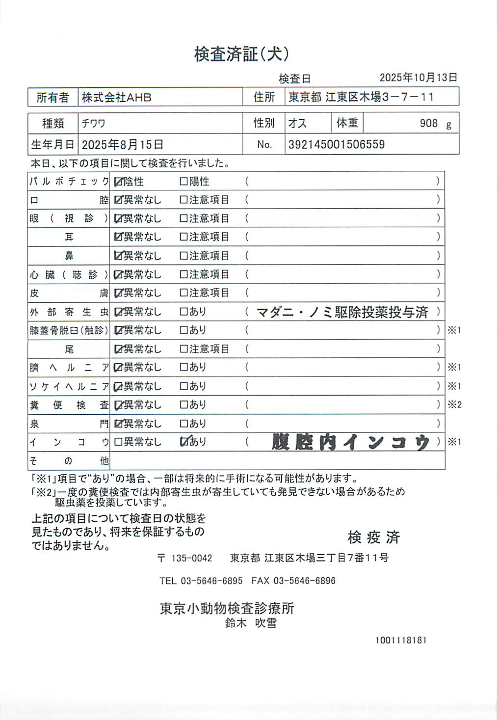 チワワ