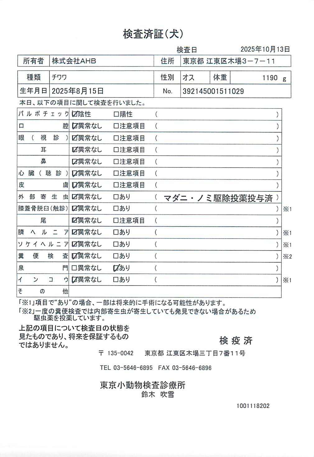 チワワ