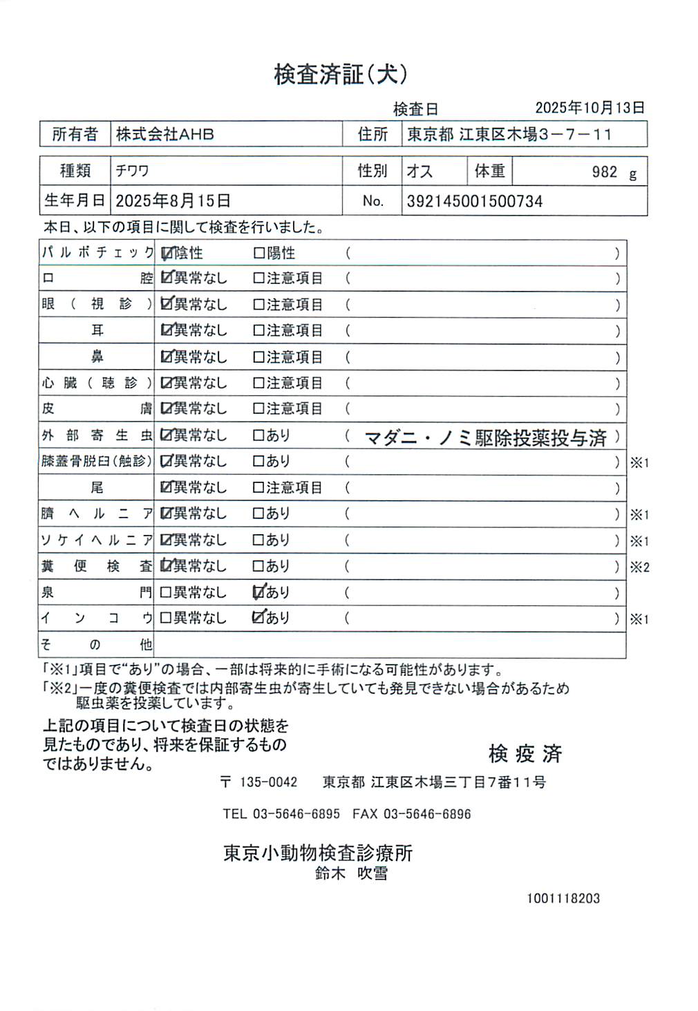 チワワ