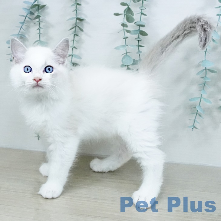 山梨県のラグドール (ペットプラス 甲府国母店/2025年8月15日生まれ/男の子/ブルーポイントバイカラー)の子猫の1枚目の画像