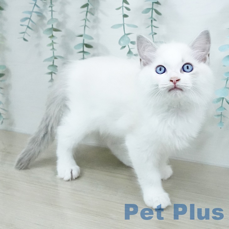 山梨県のラグドール (ペットプラス 甲府国母店/2025年8月15日生まれ/男の子/ブルーポイントバイカラー)の子猫の2枚目の画像