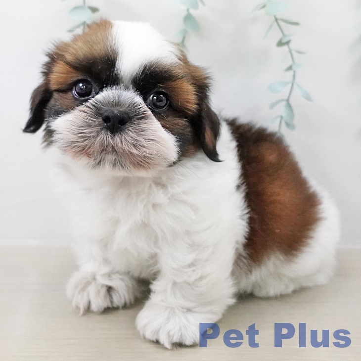 埼玉県のシーズー (ペットプラス 羽生店/2025年8月15日生まれ/男の子/ゴールドホワイト)の子犬の1枚目の画像