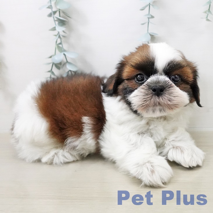 埼玉県のシーズー (ペットプラス 羽生店/2025年8月15日生まれ/男の子/ゴールドホワイト)の子犬の2枚目の画像