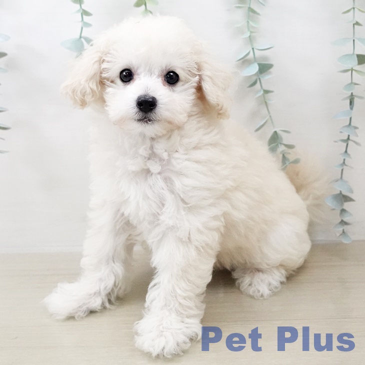 埼玉県のトイプードル(トイ) (ペットプラス 浦和美園店/2025年8月11日生まれ/女の子/ホワイト)の子犬の1枚目の画像