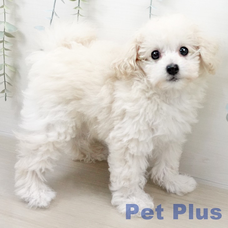 埼玉県のトイプードル(トイ) (ペットプラス 浦和美園店/2025年8月11日生まれ/女の子/ホワイト)の子犬の2枚目の画像
