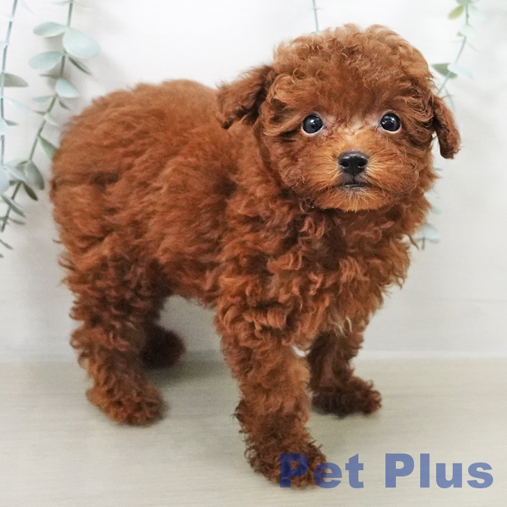 長野県のトイプードル(トイ) (ペットプラス 須坂店/2025年8月16日生まれ/男の子/レッド)の子犬の2枚目の画像