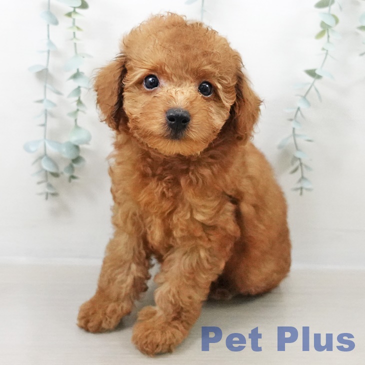 東京都のトイプードル(トイ) (ペットプラス 東久留米店/2025年8月15日生まれ/男の子/レッド)の子犬の1枚目の画像