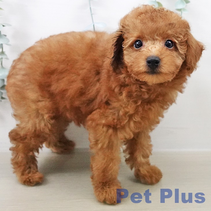 東京都のトイプードル(トイ) (ペットプラス 東久留米店/2025年8月15日生まれ/男の子/レッド)の子犬の2枚目の画像