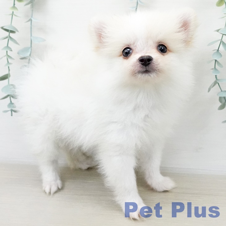 ポメラニアンの写真2