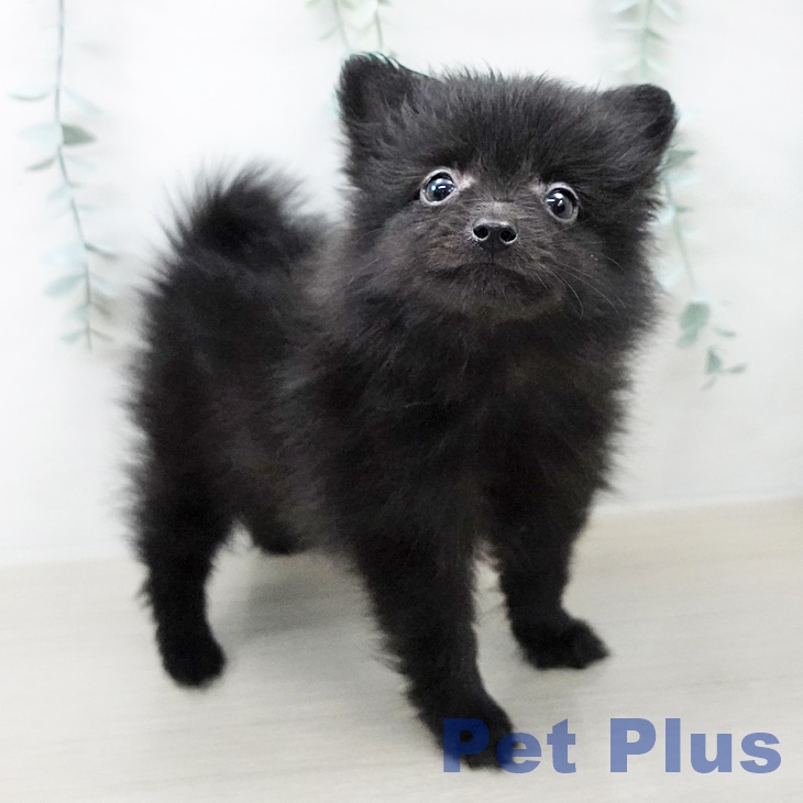 埼玉県のポメラニアン (ペットプラス 与野店/2025年8月15日生まれ/女の子/ブラック)の子犬の2枚目の画像
