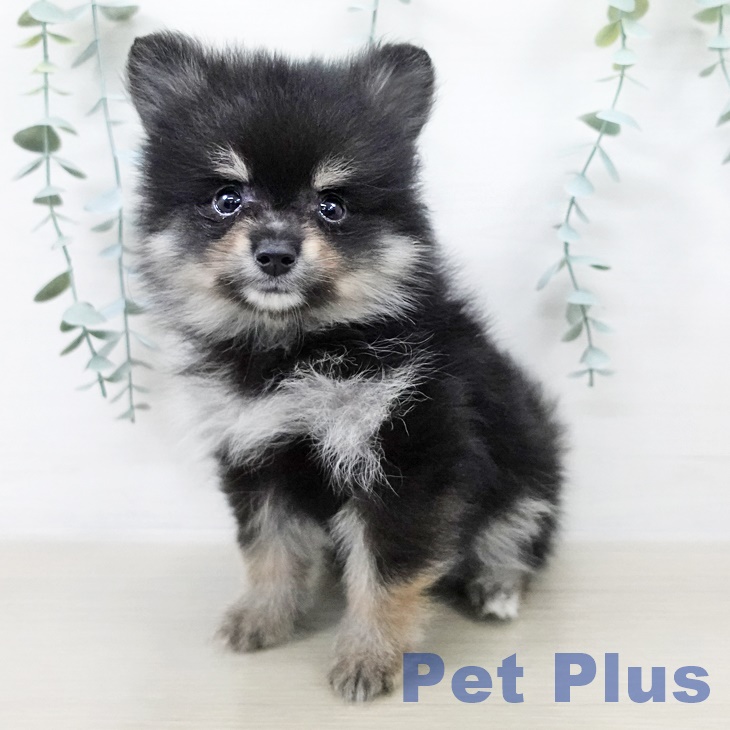 宮城県のポメラニアン (ペットプラス仙台上杉店/2025年8月18日生まれ/男の子/ブラックタン)の子犬