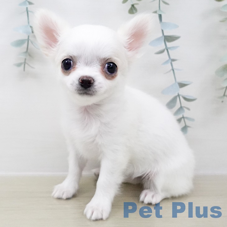千葉県のチワワ(ロング) (ペットプラス 成田店/2025年8月18日生まれ/女の子/ホワイトクリーム)の子犬の1枚目の画像