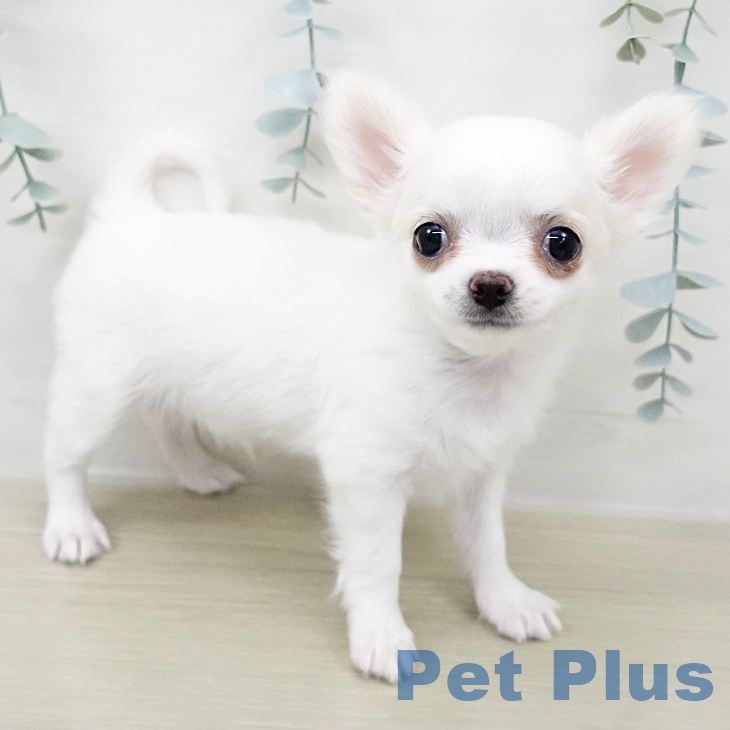 千葉県のチワワ(ロング) (ペットプラス 成田店/2025年8月18日生まれ/女の子/ホワイトクリーム)の子犬の2枚目の画像