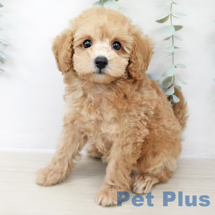 長野県のトイプードル(トイ) (ペットプラス 松本店/2025年8月17日生まれ/男の子/アプリコット)の子犬の1枚目の画像
