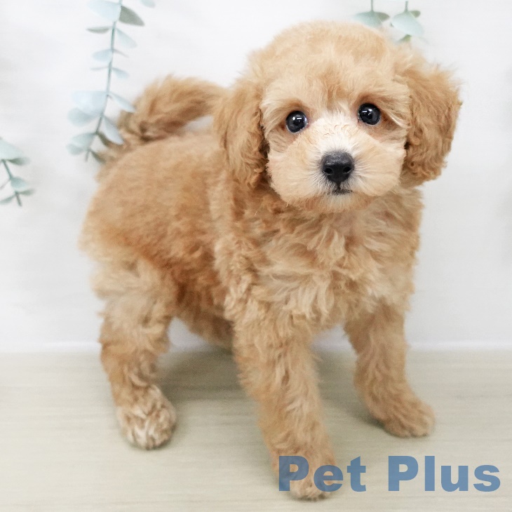 長野県のトイプードル(トイ) (ペットプラス 松本店/2025年8月17日生まれ/男の子/アプリコット)の子犬の2枚目の画像