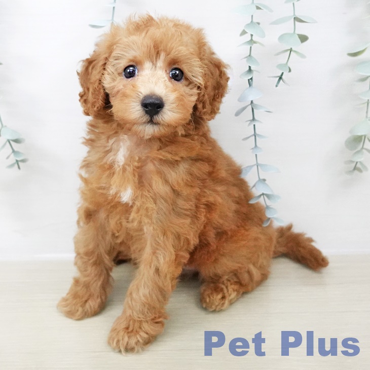 神奈川県のトイプードル(トイ) (ペットプラス ゆめが丘ソラトス店/2025年8月18日生まれ/男の子/レッド)の子犬の1枚目の画像