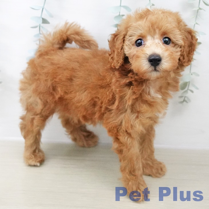 神奈川県のトイプードル(トイ) (ペットプラス ゆめが丘ソラトス店/2025年8月18日生まれ/男の子/レッド)の子犬の2枚目の画像