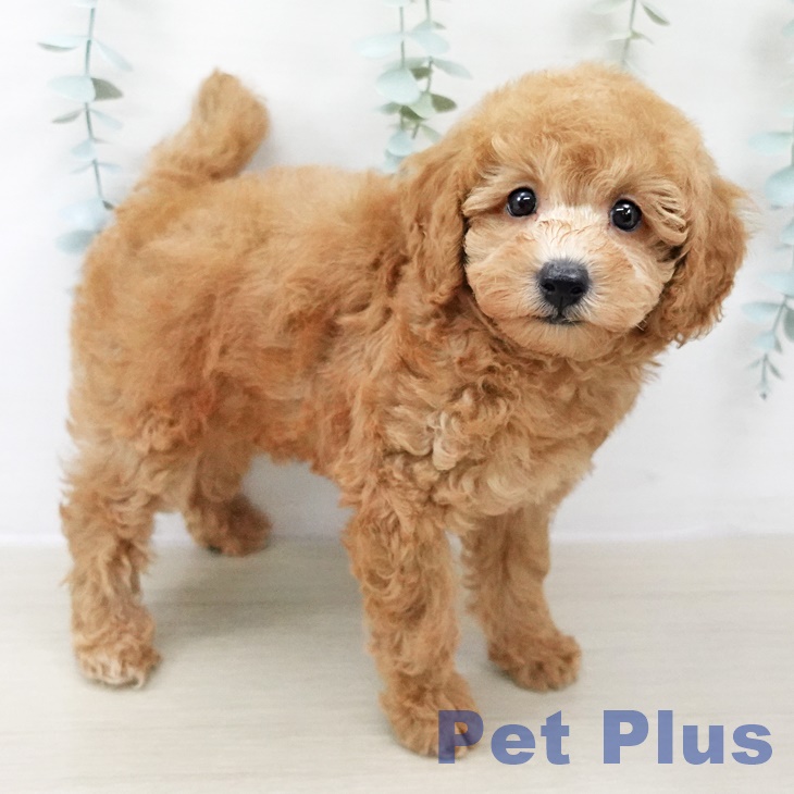 東京都のトイプードル(トイ) (ペットプラス 日の出店/2025年8月18日生まれ/男の子/レッド)の子犬の1枚目の画像