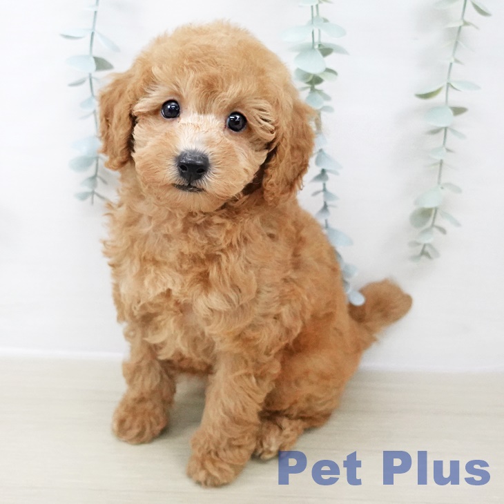 東京都のトイプードル(トイ) (ペットプラス 日の出店/2025年8月18日生まれ/男の子/レッド)の子犬の2枚目の画像