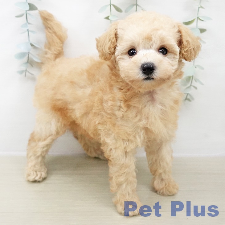 トイ・プードル