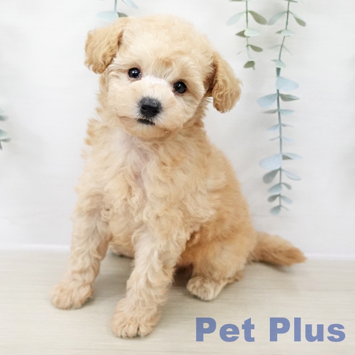 トイ・プードルの写真2