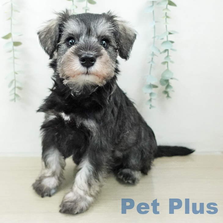 茨城県のミニチュアシュナウザー (ペッツワン 阿見店/2025年8月20日生まれ/男の子/ソルトペッパー)の子犬の1枚目の画像