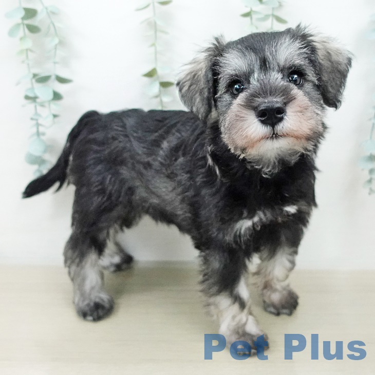 茨城県のミニチュアシュナウザー (ペッツワン 阿見店/2025年8月20日生まれ/男の子/ソルトペッパー)の子犬の2枚目の画像