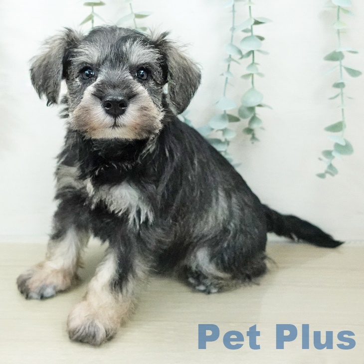 茨城県のミニチュアシュナウザー (ペッツワン つくば店/2025年8月20日生まれ/女の子/ソルトペッパー)の子犬の1枚目の画像