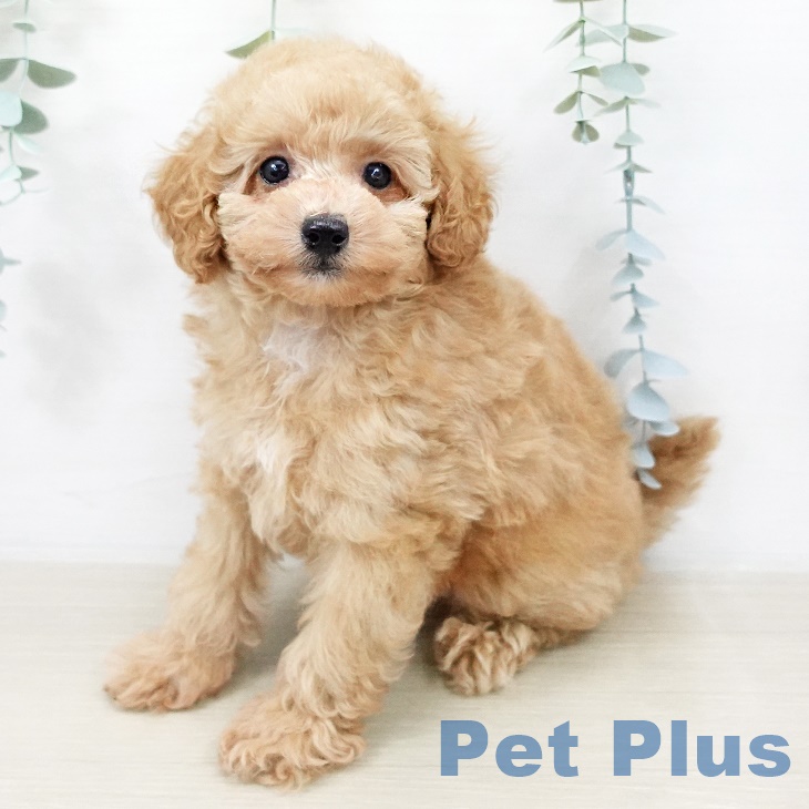 福島県のトイプードル(トイ) (ペットプラス 福島店/2025年8月20日生まれ/女の子/アプリコット)の子犬の1枚目の画像