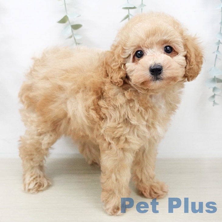 福島県のトイプードル(トイ) (ペットプラス 福島店/2025年8月20日生まれ/女の子/アプリコット)の子犬の2枚目の画像