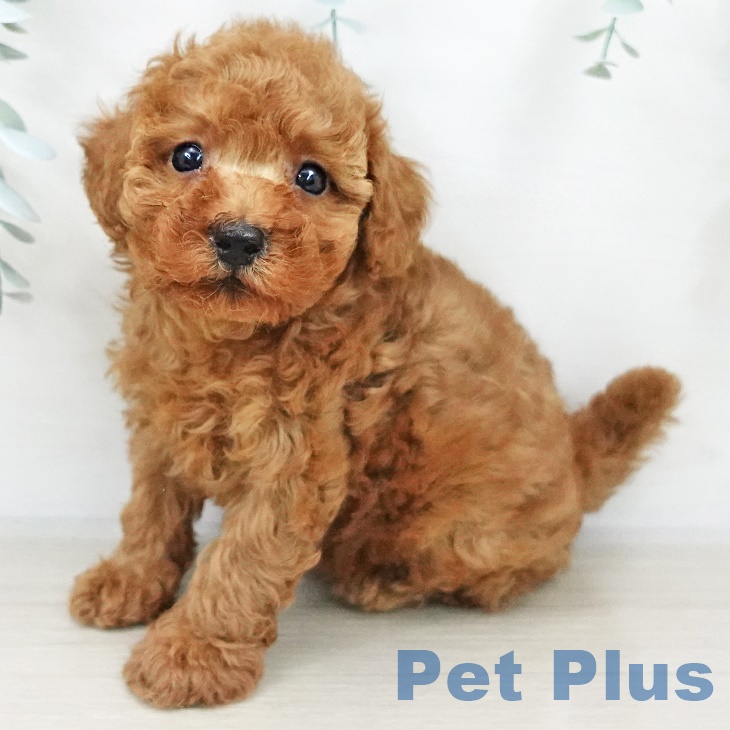 長野県のトイプードル(トイ) (ペットプラス 松本店/2025年8月20日生まれ/女の子/レッド)の子犬の1枚目の画像