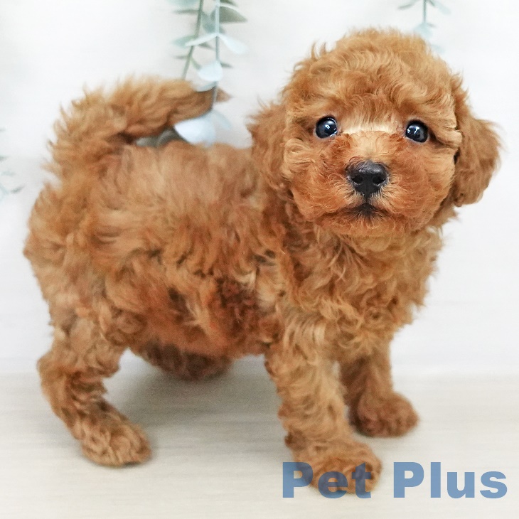 長野県のトイプードル(トイ) (ペットプラス 松本店/2025年8月20日生まれ/女の子/レッド)の子犬の2枚目の画像