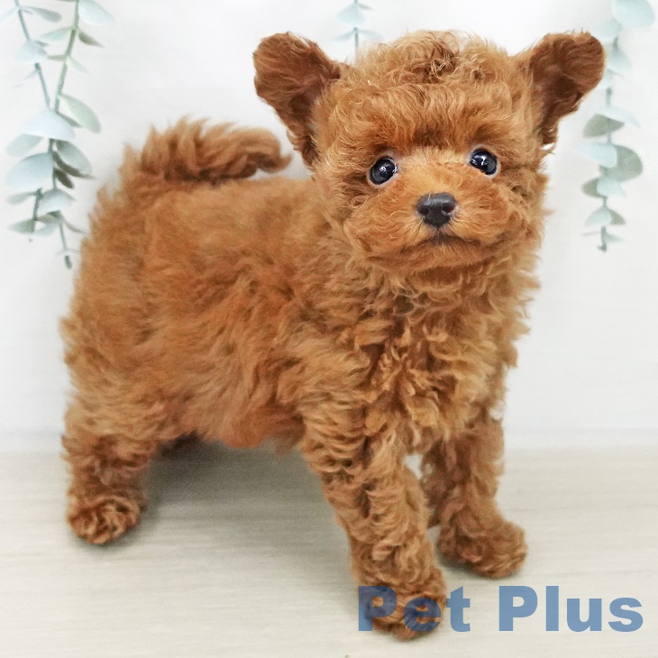 トイ・プードル