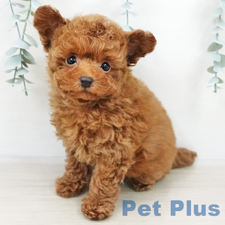 トイ・プードルの写真2