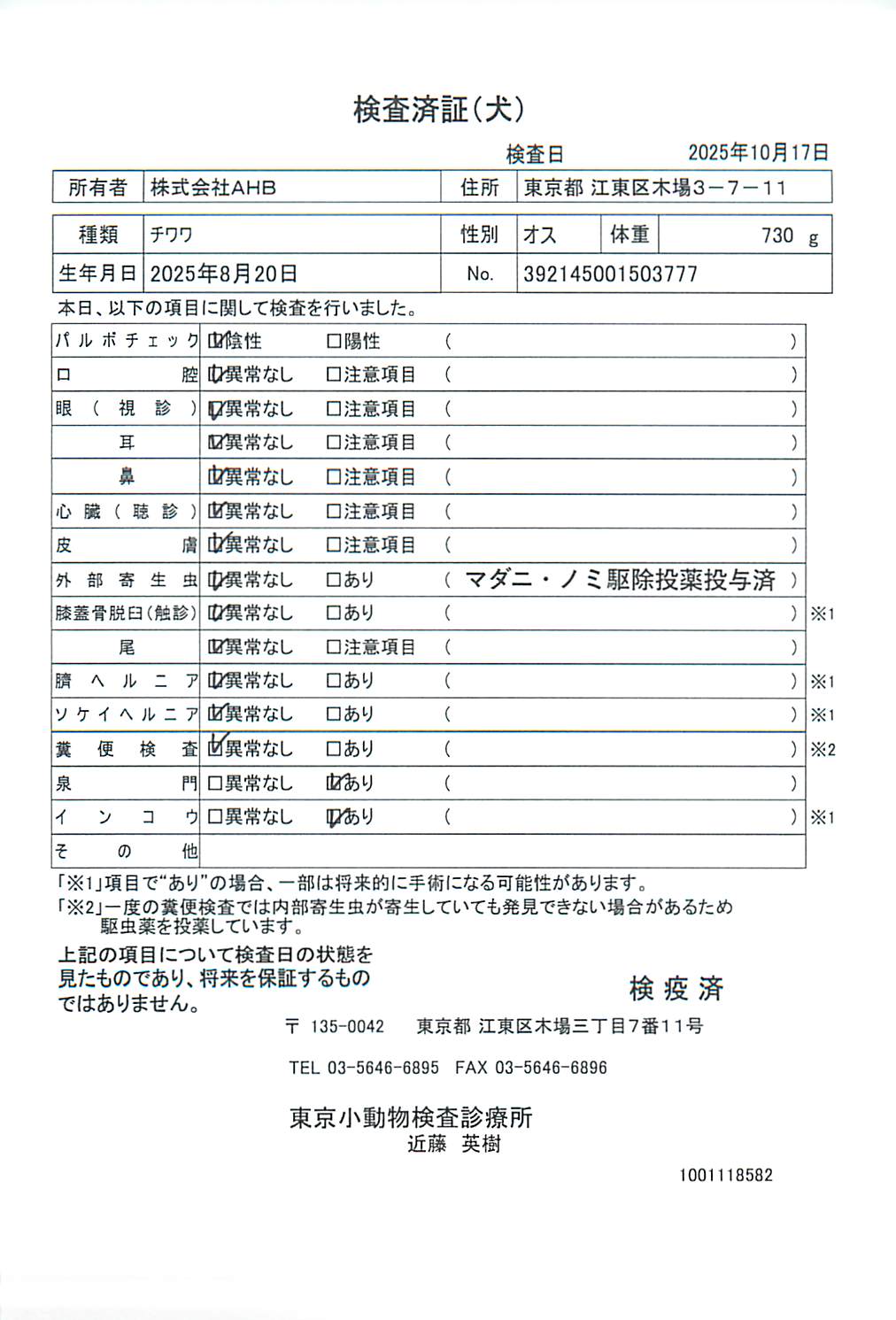 チワワ