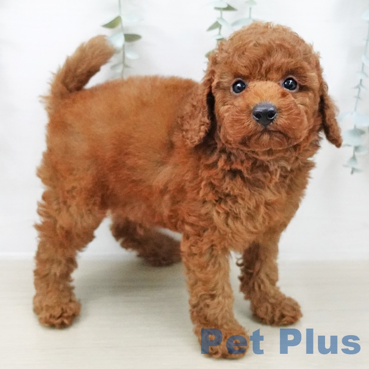 トイ・プードル