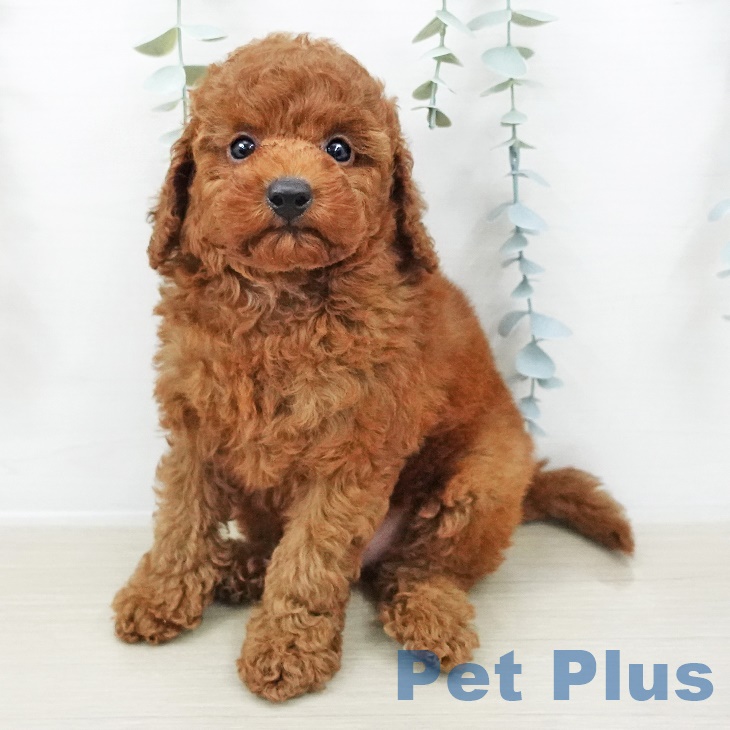 トイ・プードル