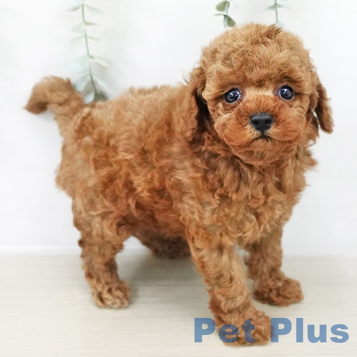 埼玉県のトイプードル(トイ) (ペットプラス コクーンシティ店/2025年8月19日生まれ/男の子/レッド)の子犬の1枚目の画像