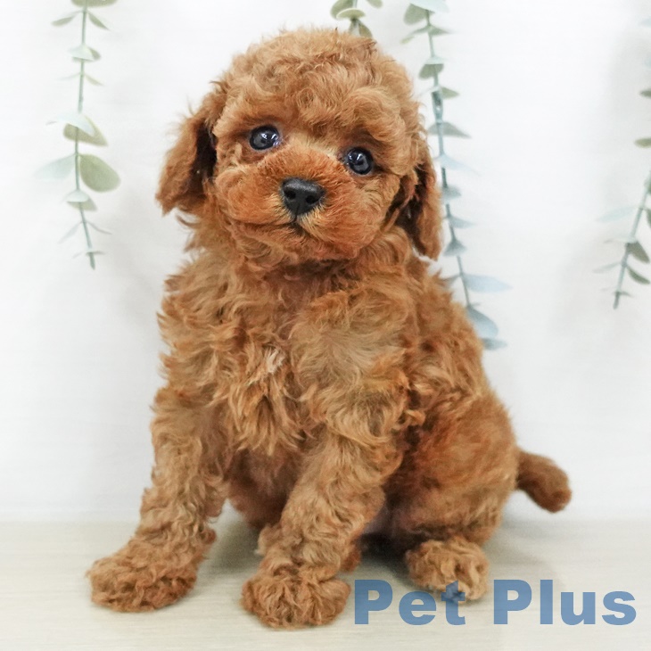 埼玉県のトイプードル(トイ) (ペットプラス コクーンシティ店/2025年8月19日生まれ/男の子/レッド)の子犬の2枚目の画像