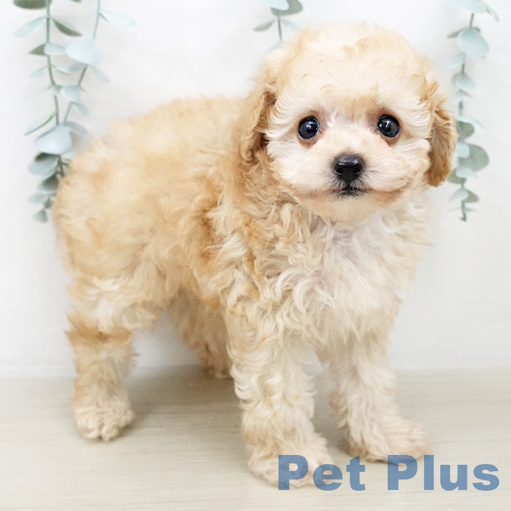 トイ・プードル