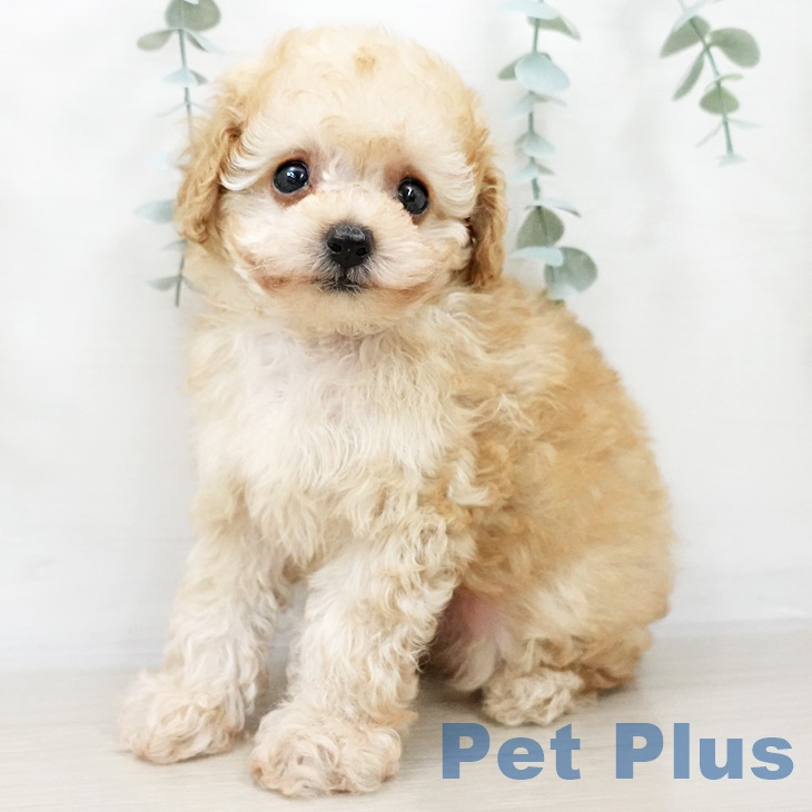 トイ・プードルの写真2