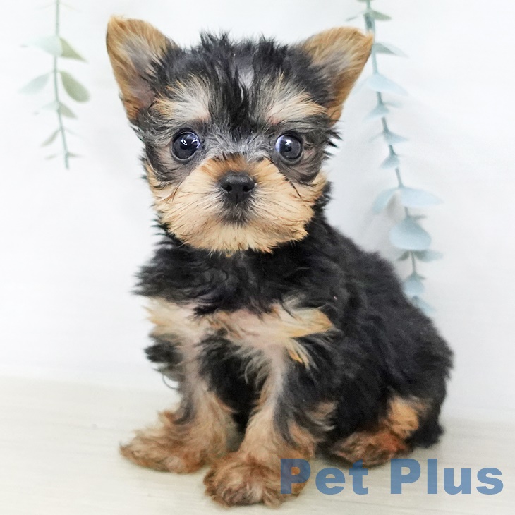 ヨークシャー・テリア