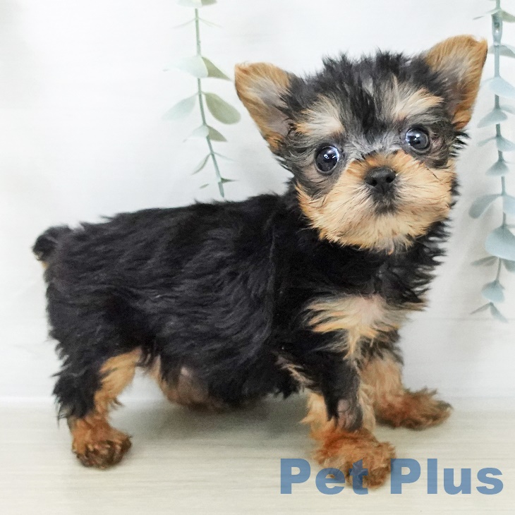 ヨークシャー・テリアの写真2