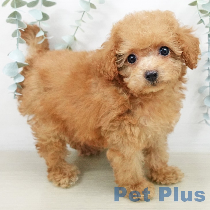 トイ・プードルの写真2